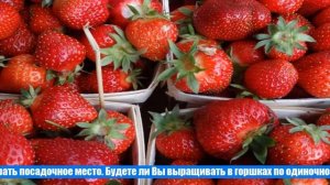 Выращиваем землянику дома на подоконнике