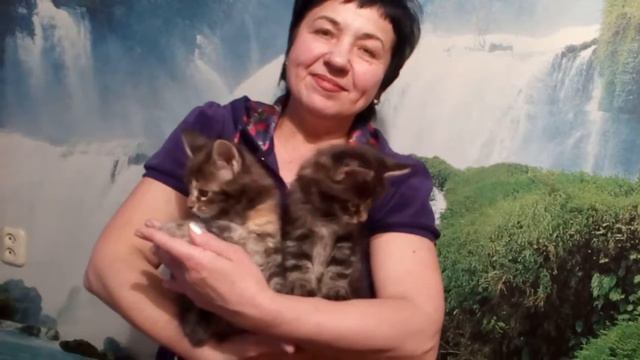 Девочки мейн кун 1,5 мес смотреть онлайн
