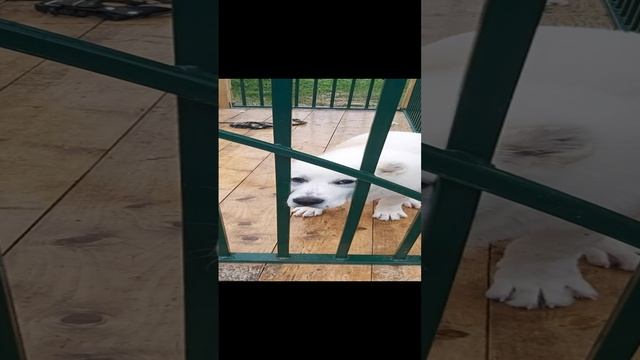 Алабай. мы думали что он взрослый а оказывается что он щенок. смотреть онлайн