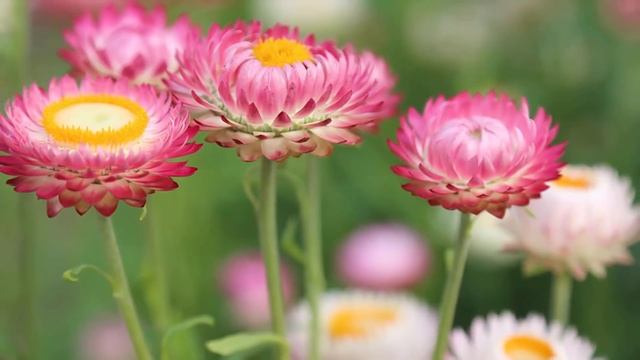 Неземная музыка Сергей Грищук уносит вдаль к мечтам! Красивая музыка для души! смотреть онлайн