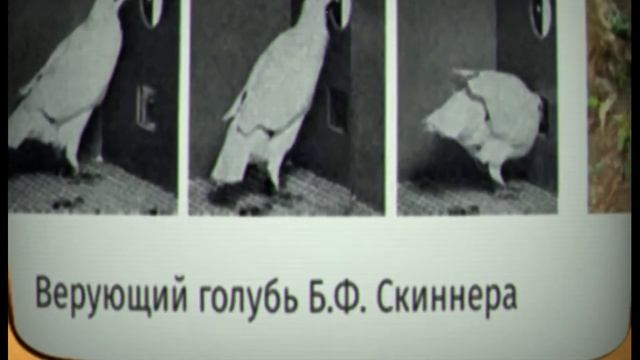 Голуби научпопа | Как "популяризаторы науки" религию у животных нашли. смотреть онлайн