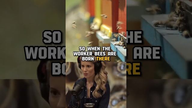 The Secret Life of Bees: Unraveling the Mystery of Worker Bees and Queens | Erika Thompson on JRE смотреть онлайн