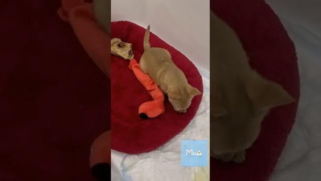 Щенок с поломанной лапкой получил первую в жизни игрушку смотреть онлайн