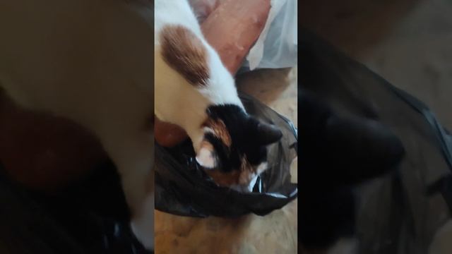 #shorts Филе кеты! Попробую??? смотреть онлайн