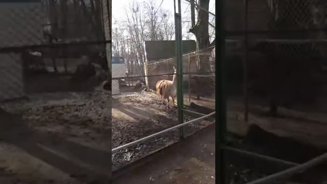 МЕСТОПОЛОЖЕНИЕ ГУРЬЕВСК КАЛИНИНГРАДСКАЯ ОБЛАСТЬ смотреть онлайн