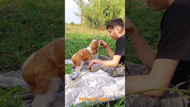 Лайк. Сказочный кавалер кинг чарльз спаниельчик #кавалер #щенкикавалеркингчарльзспаниеля #кингчарль