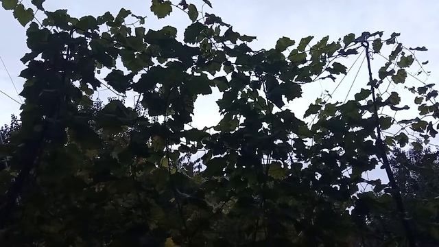 ?10 лучших сортов винограда, по итогам 2021 года?. смотреть онлайн