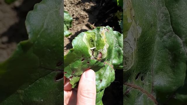 Свекловичная минирующая муха смотреть онлайн