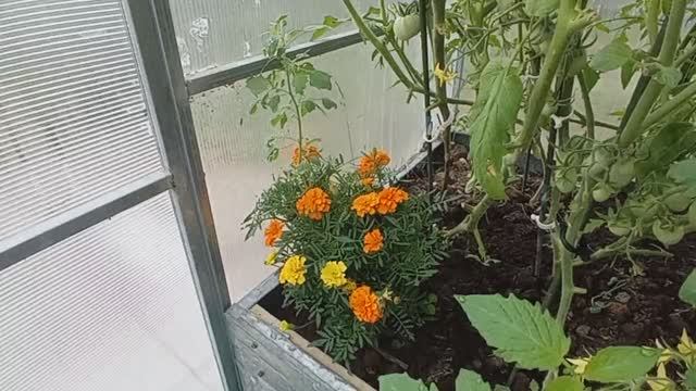 обзор теплицы 2 (2021.07.03_07:37:47)