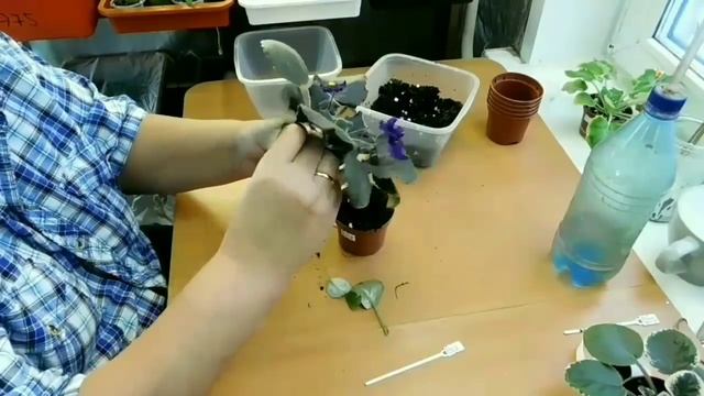 Перевалка стартеров во взрослые горшочки смотреть онлайн