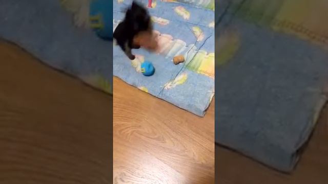 Йорк Цербер. Щенок 1,5 месяца. Cerberus the puppy 1,5 month. смотреть онлайн