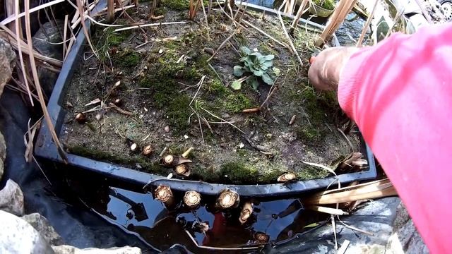 Почему следует обрезать водные растения на зиму смотреть онлайн