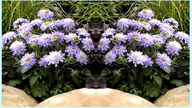 Скабиоза смотреть онлайн