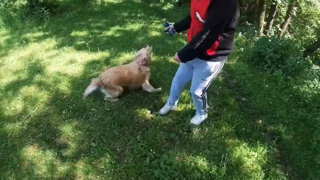 ЛИНДА ГОВОРИТ ПОДПИСЧИКАМ! Семь/отдых/Голден ретривер/пудель/природа смотреть онлайн