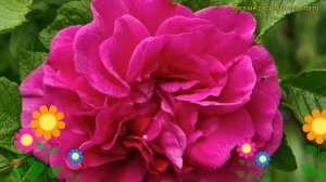 Шиповник морщинистый Ханса. Краткий обзор, описание характеристик rosa rugosa Hansa