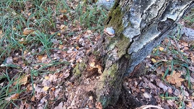 А С ОПЯТАМИ ОБЛОМ смотреть онлайн