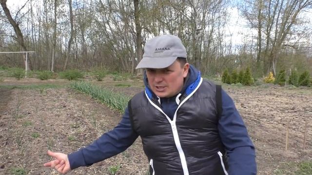 Пожелтел чеснок? Сделайте одну простую вещь и он снова станет зелёным! смотреть онлайн