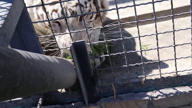 Шахеризада - будь здорова!!! Тайган. Белогорск. Крым.