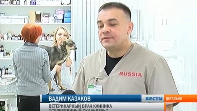 В Сызрани появились стерилизованные собаки с бирками смотреть онлайн