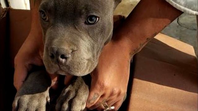 12-летний мальчик был вынужден отвести свою собаку в приют за то, что она спасла его смотреть онлайн