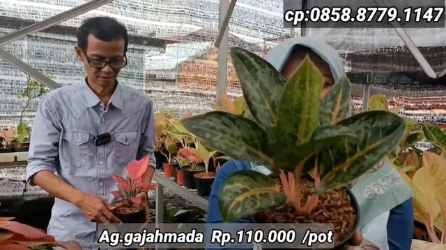 Aglaonema Rare item Harga oke ,seller Recommend,,best Seller part 2_971 смотреть онлайн