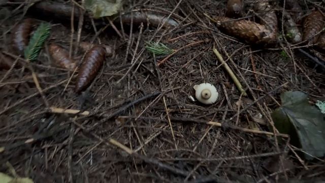 Да ладно ! Зимние опята пошли? Грибы 2022 ! смотреть онлайн