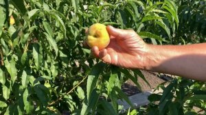 Персик Редхейвен в Воронеже 06.08.2020. 4К