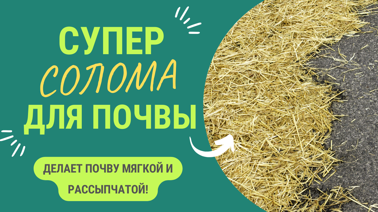 ОБЫЧНАЯ СОЛОМА ДЕЛАЕТ ПОЧВУ МЯГКОЙ И РАССЫПЧАТОЙ! смотреть онлайн