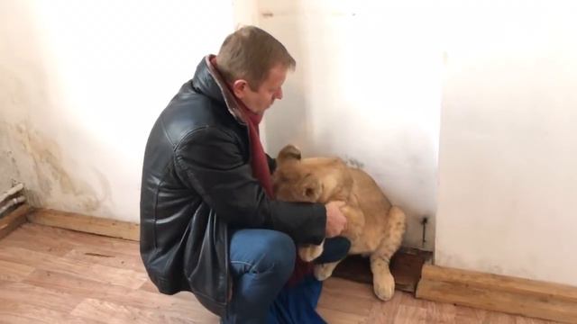 Олег Зубков и львёнок Зара. Обнимашки). Тайган. Крым. смотреть онлайн