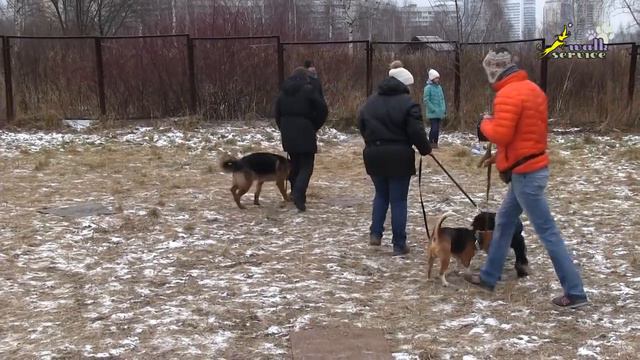 Упражнение _свободный коврик_, ОКД в группе, дрессировка собак смотреть онлайн