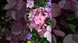 Флокс метельчатый Рейнбоу Дансер