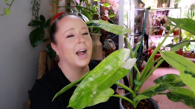 Fast Five! - My Top 5 Fastest Growing Philodendrons смотреть онлайн