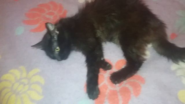 Кане корсо проти кота. Прикол , Cane Corso against cat. Joke смотреть онлайн