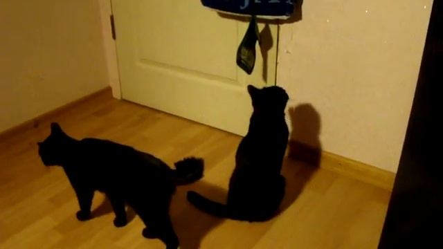 Кошки!^-^ Побег из комнаты! смотреть онлайн