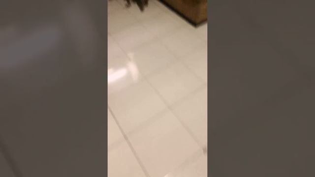 Bermain Bersama Anjing Saya #2