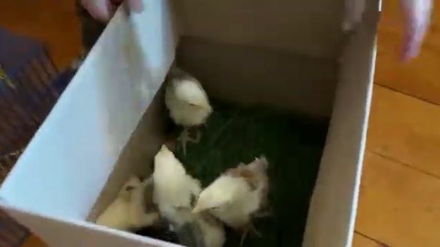 ПЕРЕЕЗД!!!! КУДА УЛЕТЕЛИ ПТИЦЫ???? смотреть онлайн
