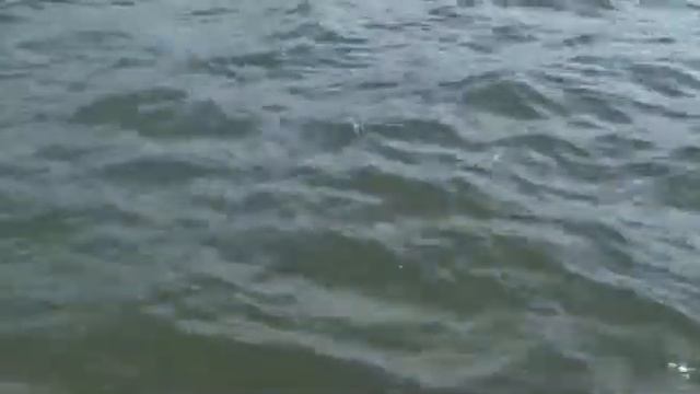 Как ловят сома-плоскоголовика (Ph. hemioliopterus) и сома-пираиба (Brachyplatystoma filamentosum) ? смотреть онлайн