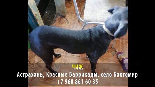 ПОМОГИТЕ НАЙТИ | ЭТО СРОЧНО смотреть онлайн