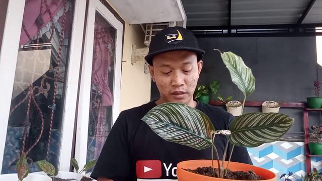 CALATHEA PINSTRIPE