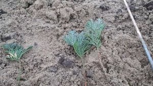 504.Черенкуем Кипарисовик Лавсона вместе ❤ с Вами.