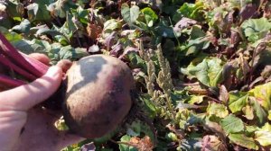 Обзор свеклы Кестрел-F1 от компании "САКАТА"