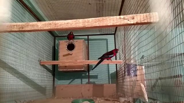 Rosella Redant Red - Розелла пенантовая красная  2018 Part - 1 (2018, 1 - Часть)