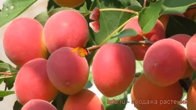 Абрикос обыкновенный Саратовский Рубин ? обзор: как сажать, саженцы абрикоса Саратовский Рубин смотреть онлайн