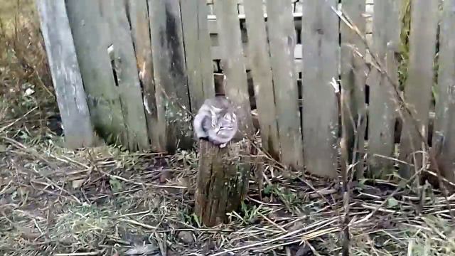 Жизнь животных , перевод с звериного на руский