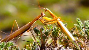 Почему самка богомола съедает самца? | Все как у людей