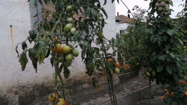 ДЕВЯТЫЙ ДЕНЬ _ ЧАСТЬ 1-Я  _ ПРОГУЛКА НА ОЗЕРО