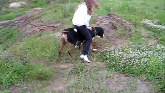 Большой Швейцарский Зенненхунд - Грей.wmv смотреть онлайн