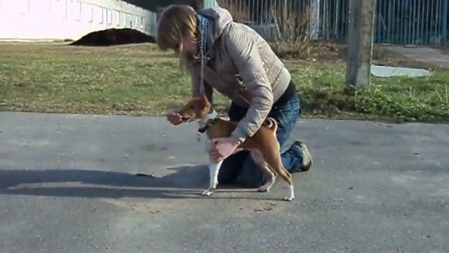 басенджи на тренинге_щенок 3,5 мес_basenji смотреть онлайн