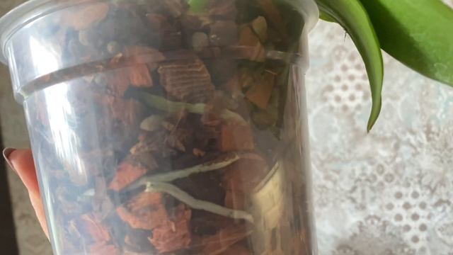 Неудачные варианты цветения орхидей азиатов подростков И БОДРЯЩИЕ НОВИНКИ