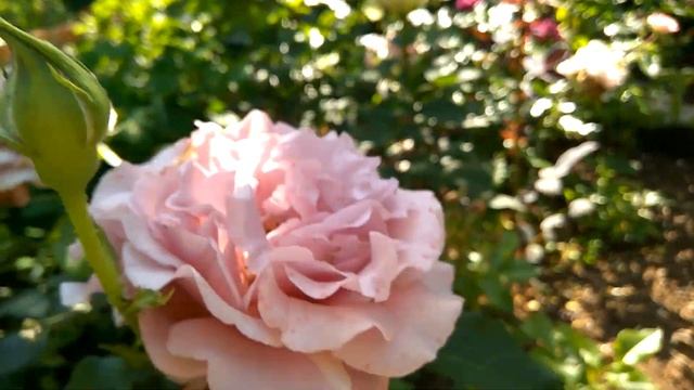 Роза "Amnesia" смотреть онлайн